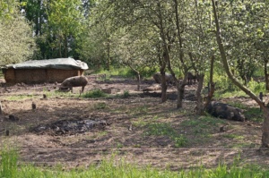 Potsdamer SauenHain - Ein Besuch von WaldstadtBBQ