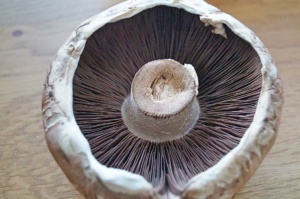 Portobello Pilz säubern